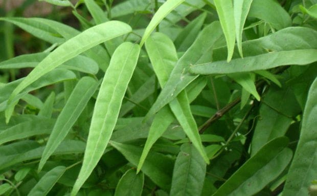 DEU NA NATIONAL GEOGRAPHIC BRASIL: Plantas da Amazônia brasileira (Acre) são matéria prima de produtos para cabelos 2 Cremes oriundos das plantas tratam da saúde capilar