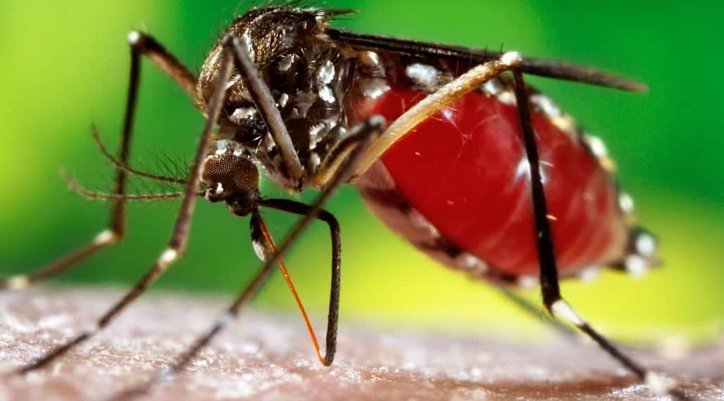 EUA emite alerta sobre risco da dengue no Brasil: Acre é um dos menos indicados 1 EUA emite alerta sobre risco da dengue no Brasil: Acre é um dos menos indicados
