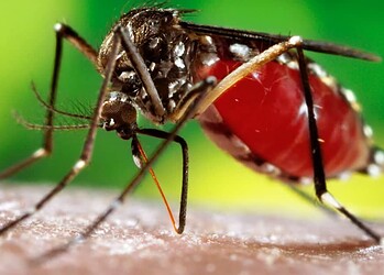 EUA emite alerta sobre risco da dengue no Brasil: Acre é um dos menos indicados