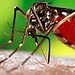 EUA emite alerta sobre risco da dengue no Brasil: Acre é um dos menos indicados 1 EUA emite alerta sobre risco da dengue no Brasil: Acre é um dos menos indicados