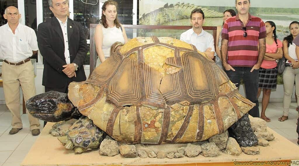 Fóssil de jabuti gigante exposto na Ufac pode indicar parentesco com jabutis das ilhas Galápagos 1 Fóssil de jabuti gigante exposto na Ufac pode indicar parentesco com jabutis das ilhas Galápagos