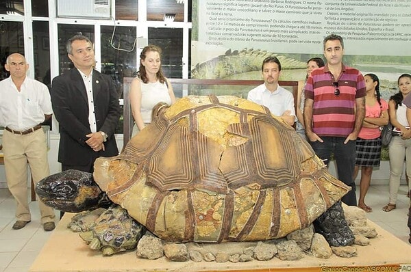 Fóssil de jabuti gigante exposto na Ufac pode indicar parentesco com jabutis das ilhas Galápagos