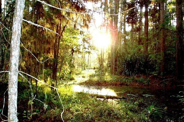 Senado aprova texto base do novo marco legal da Lei da Biodiversidade