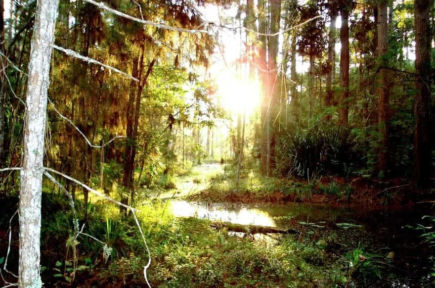 Senado aprova texto base do novo marco legal da Lei da Biodiversidade