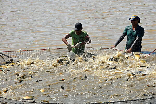 Piscicultura é sinônimo de renda, sustentabilidade e saúde para o Acre