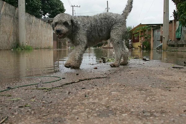 Feira de Adoção acontece nesta sexta-feira no 7° BEC