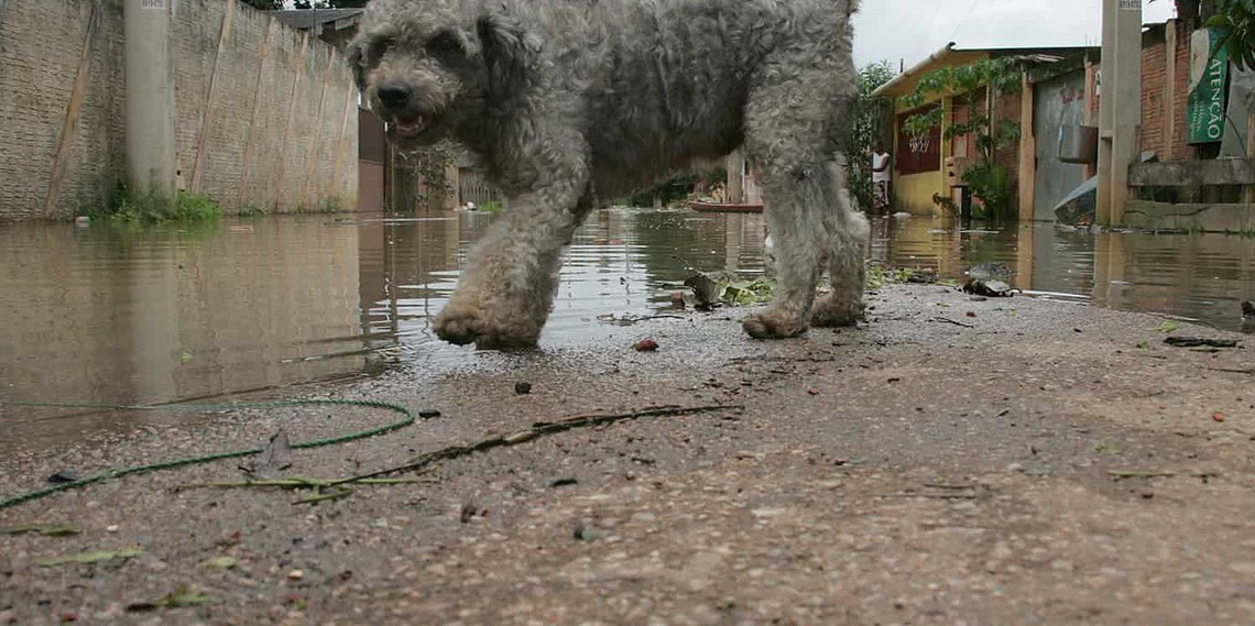 Feira de Adoção acontece nesta sexta-feira no 7° BEC
