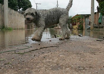 Feira de Adoção acontece nesta sexta-feira no 7° BEC