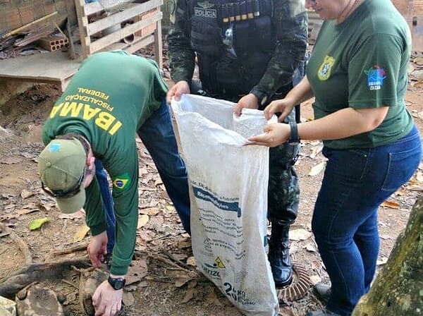 Batalhão Ambiental e Ibama apreendem 80 kg de carne de caça no Bujari