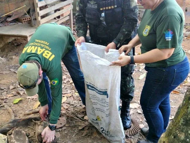 Batalhão Ambiental e Ibama apreendem 80 kg de carne de caça no Bujari 1 Batalhão Ambiental e Ibama apreendem 80 kg de carne de caça no Bujari