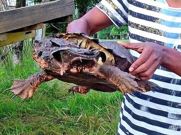 Tartaruga com aparência estranha assusta pescadores no Acre
