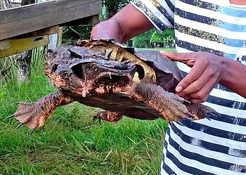 Tartaruga com aparência estranha assusta pescadores no Acre