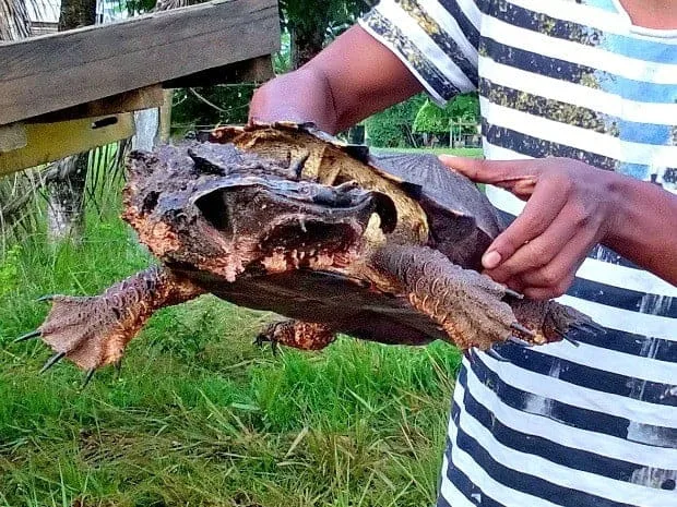 Tartaruga com aparência estranha assusta pescadores no Acre 1 Tartaruga com aparência estranha assusta pescadores no Acre
