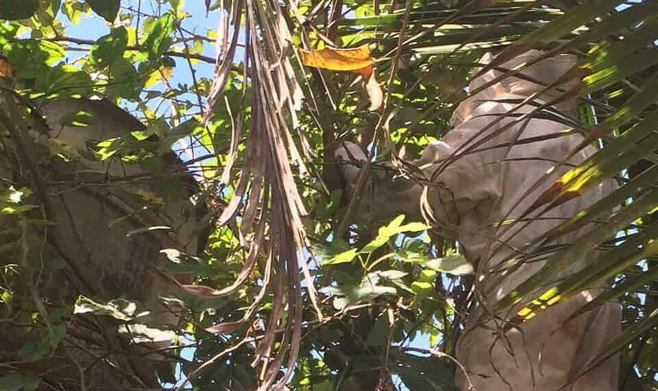 Bombeiros removeram a casa das abelhas
