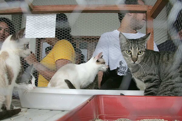 SAQP realiza brechó e feira de adoção de felinos no sábado, 30