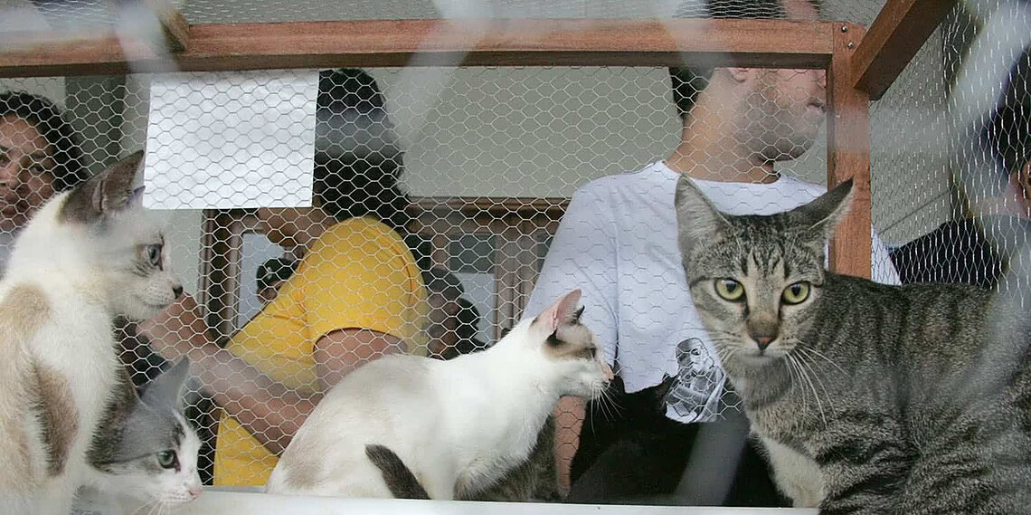 SAQP realiza brechó e feira de adoção de felinos no sábado, 30 1 SAQP realiza brechó e feira de adoção de felinos no sábado, 30