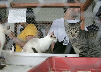 SAQP realiza brechó e feira de adoção de felinos no sábado, 30