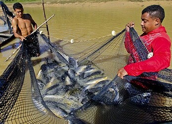 O clima entre os piscicultores é de entusiasmo com o êxito do projeto. (Foto: Secom)