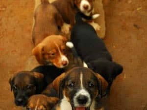 Feira de adoção de animais será realizada pelo 7º BEC no sábado