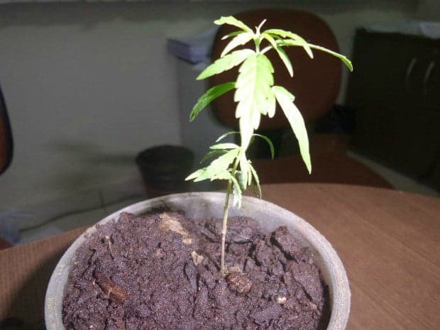 Homem é preso por plantar maconha em sua residência 2 Jovem afirma que maconha era para consumo próprio