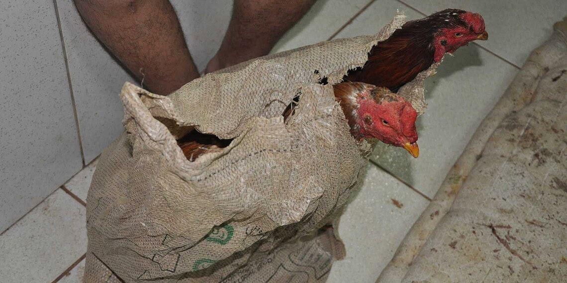 Denuncia anônima leva Bope à rinha de galos no Recanto dos Buritis 1 Galos foram apreendidos e rinha foi fehcada pela polícia