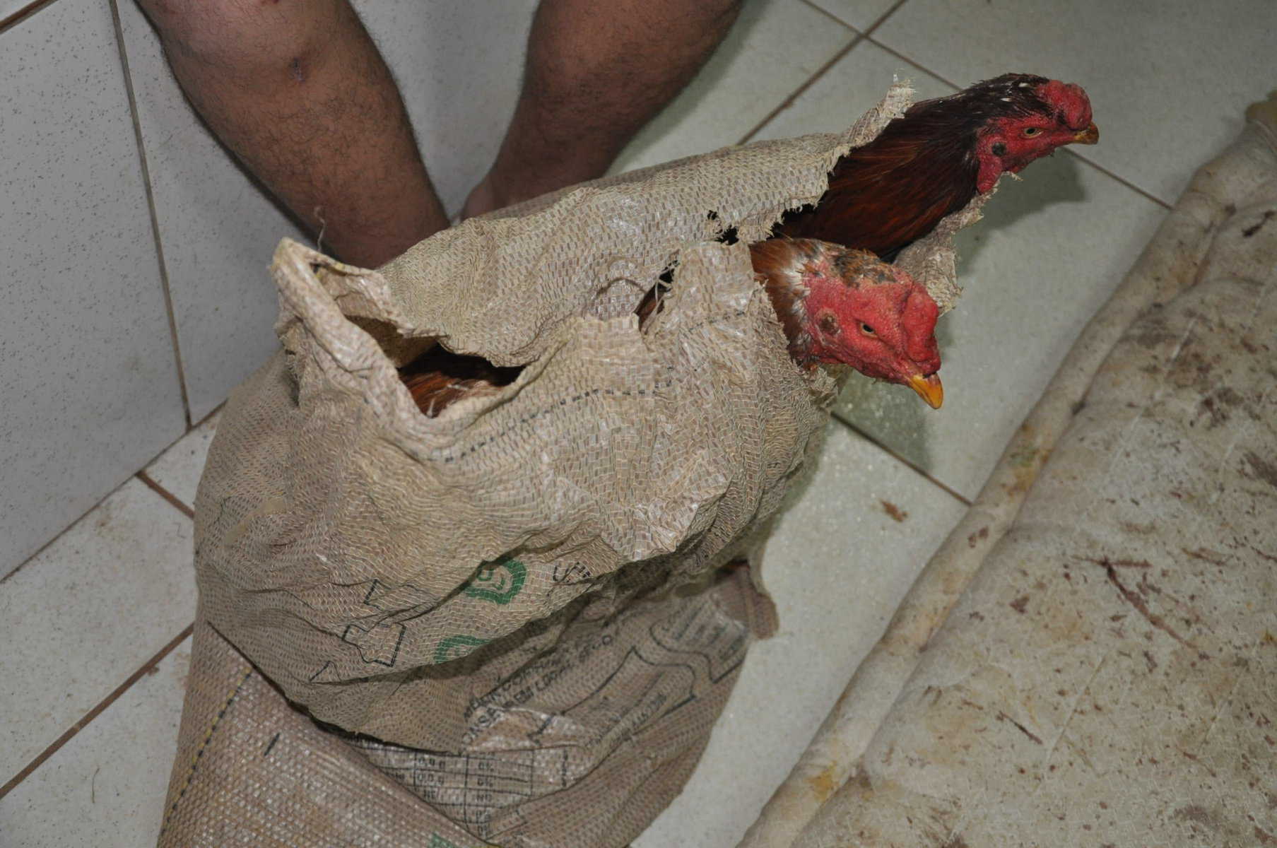 Denuncia anônima leva Bope à rinha de galos no Recanto dos Buritis 2 Galos foram apreendidos e rinha foi fehcada pela polícia