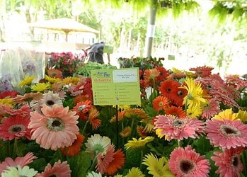 Feira de Flores de Holambra é prorrogada até a próxima quarta-feira