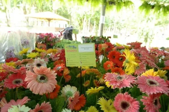 Feira de Flores de Holambra é prorrogada até a próxima quarta-feira 1 Feira de Flores de Holambra é prorrogada até a próxima quarta-feira