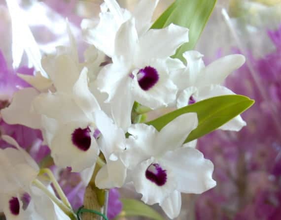 Começa na terça-feira a Expofeira de Flores de Holambra no Horto Florestal