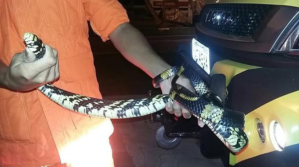 Corpo de Bombeiros esclarece aparecimento inusitado de cobra em aeroporto da Capital