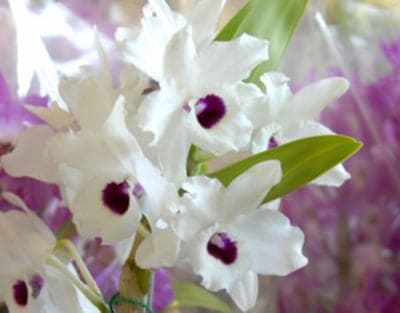 Henrique e Juliano se apresentam neste domingo 3 flores