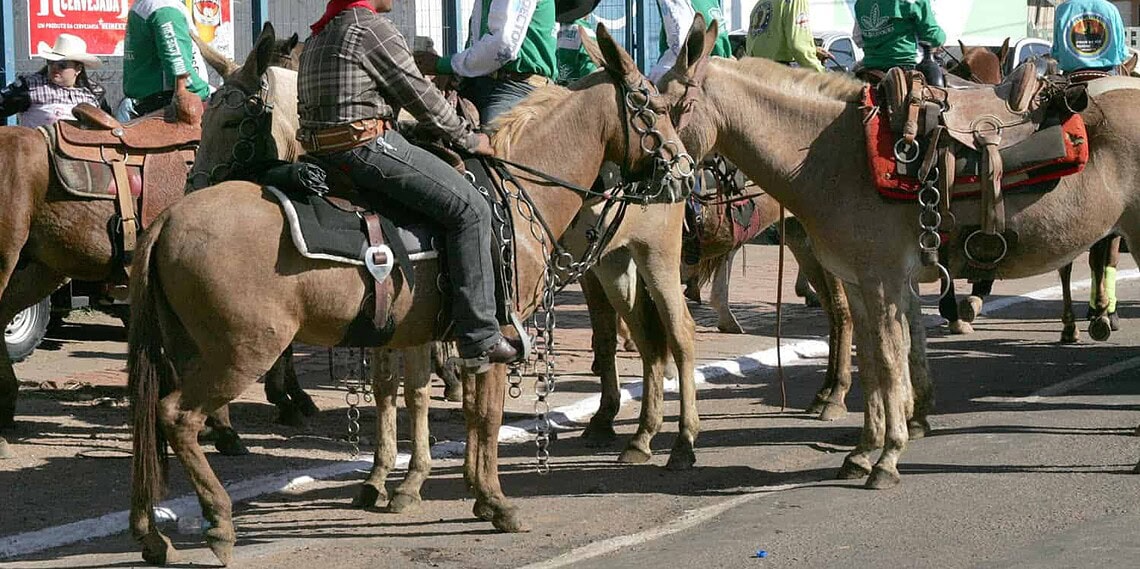 Cavalgada 2015: MP/AC altera cláusula de acordo sobre montaria para crianças menores de 12 anos 1 Fotos:Odair Leal/A GAZETA