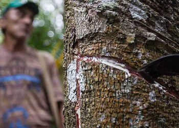 ARTIGO: Seringais do presente e do “futuro”