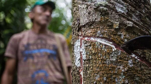 ARTIGO: Seringais do presente e do “futuro”