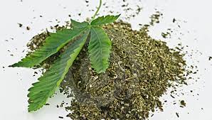 Acreana é presa em ônibus no Mato Grosso do Sul com 25 kg de maconha 2 Foto ilustrativa