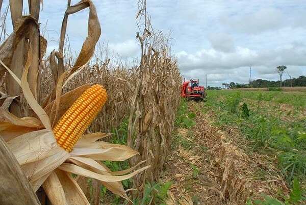 Com crescimento de 31%, Acre atingiu R$ 578 milhões na produção agrícola em 2021, diz IBGE