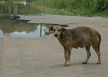 Associação Amor a Quatro Patas promove festa para arrecadar dinheiro
