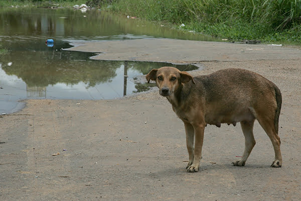 Associação Amor a Quatro Patas promove festa para arrecadar dinheiro