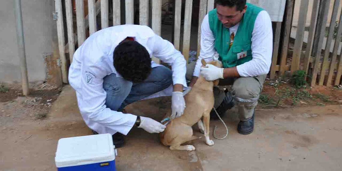Vacina antirrábica será oferecida neste sábado no Horto Florestal 1 Vacina antirrábica será oferecida neste sábado no Horto Florestal