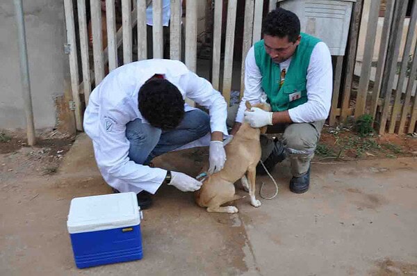 Vacina antirrábica será oferecida neste sábado no Horto Florestal