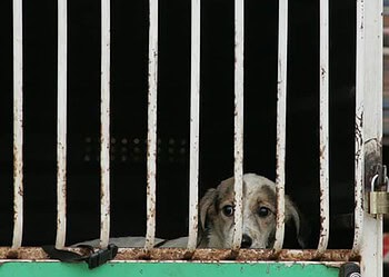 Equipes de vacinação contra raiva estarão atuando durante a semana na AC-40 e Belo Jardim