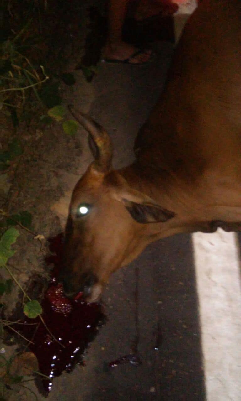 Professor morre após colidir com animal na BR