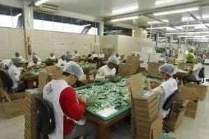 Acre será fornecedor de preservativos nas Olimpíadas de 2016 1 Acre será fornecedor de preservativos nas Olimpíadas de 2016