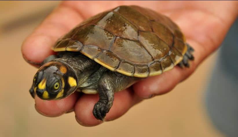 SOS Amazônia completa 27 anos de história no Acre