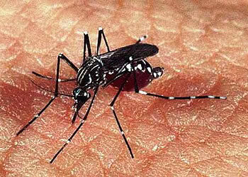 Acre apresenta tendência de crescimento nos casos de dengue