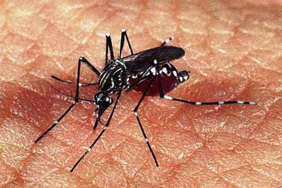Acre apresenta tendência de crescimento nos casos de dengue