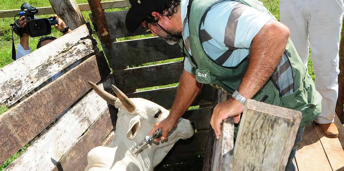 Começa a segunda fase da campanha contra a febre aftosa no Acre 1 Começa a segunda fase da campanha contra a febre aftosa no Acre