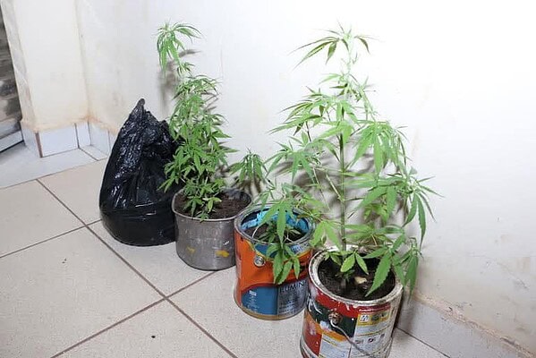 PM apreende mudas de maconha em casa no bairro Ivete Vargas