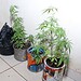 PM apreende mudas de maconha em casa no bairro Ivete Vargas