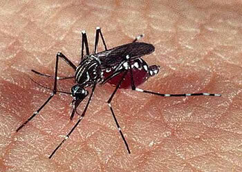 Mulher com suspeita de chikunguya pode ter sido infectada em Recife (PE)